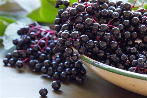 How To Harvest And Preserve Elderberry Gardeners Path