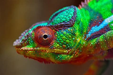 Colorful Panther Chameleon Stock Photo Download Image Now Istock