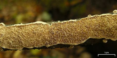 Irpex Lacteus Stuffed Mushrooms Slime Mould State Parks