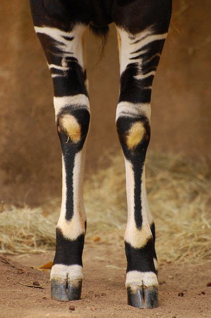 Okapi Legs Okapi Animals Wild Animals Beautiful