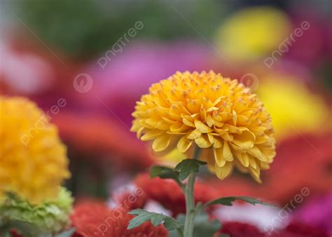 Orange Chrysanthemum Flower Ball Background Orange Flower Ball