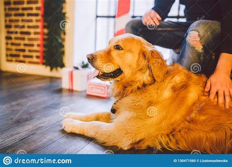 Two days shy of their 8 week birthday. Golden Retriever Puppy Breeders Near Me