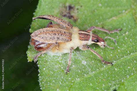 Beetle Weevil Infected By An Entomopathogenic Fungus Beauveria Bassiana