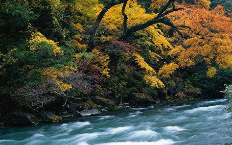 Autumn Forest River Hd Wallpaper Background Image 1920x1200 Id