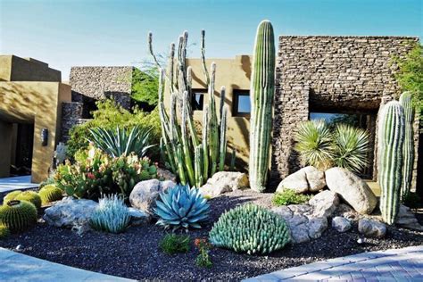 Southwestern Cactus Garden Arizona Cactus Succulent Landscape