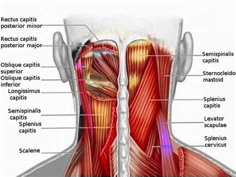 Anatomy Head And Neck Posterior Cervical Region Article Statpearls