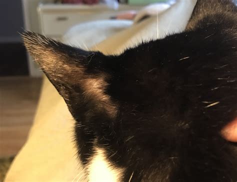 Hair Loss On Cats Face And Head Thecatsite