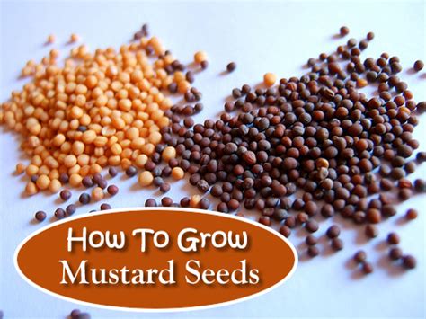 How To Grow Mustard For Seeds