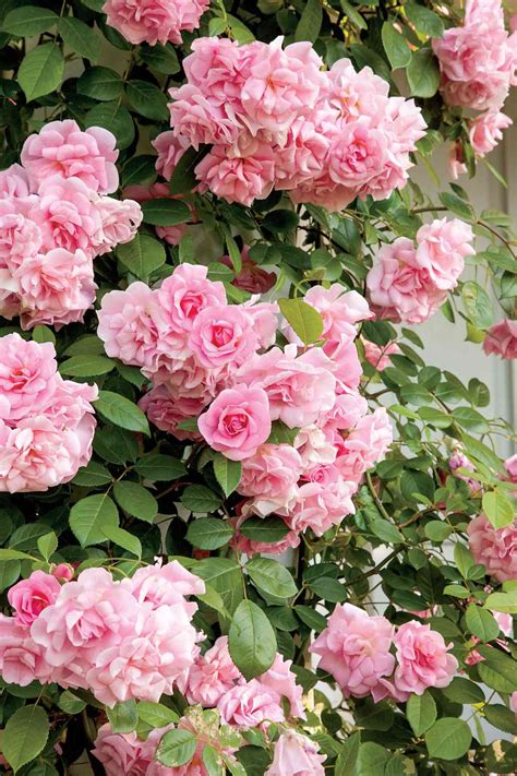 Our Favorite Climbing Roses Southern Living