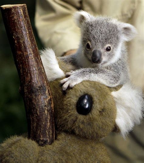 Best 25 Baby Koala Ideas On Pinterest Cute Koala Bear Koalas And