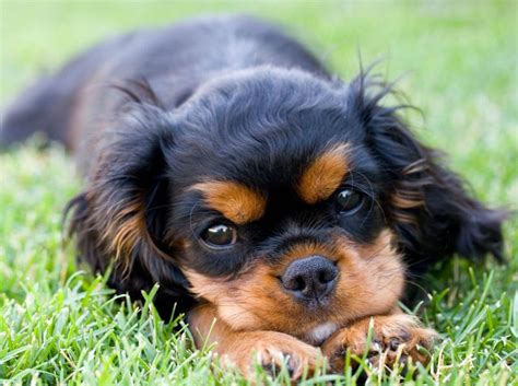 The cavalier king charles spaniel can adapt to your family's activity level, but enjoys exercise when given the opportunity. 88+ Cavalier King Charles Spaniel Welpen Tricolor - l2sanpiero