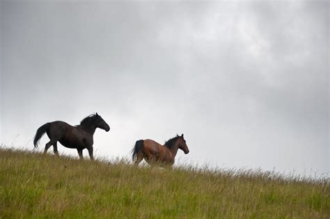 Two Wild Horses Running Over The Hill Two Wild Horses A B Flickr
