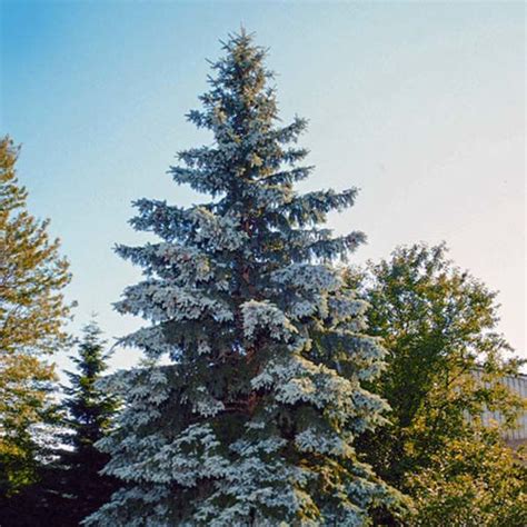 Buy Affordable Colorado Blue Spruce Trees At Our Online Nursery Arbor