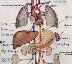 Human anatomy chart male : Human Anatomy Chart, ह्यूमन एनाटॉमी चार्ट, ह्यूमन एनाटोमी ...