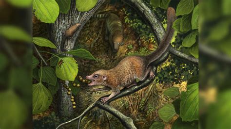 Primate Ancestor Of All Humans Likely Roamed With The Dinosaurs Live