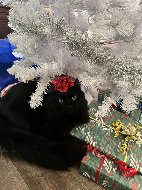 Best Present Under The Tree Rvoidcats