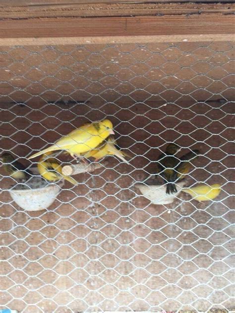 Canaries For Sale In Manor Park London Gumtree