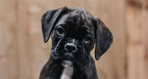 30 Cute Boxer Puppy Names Pettime
