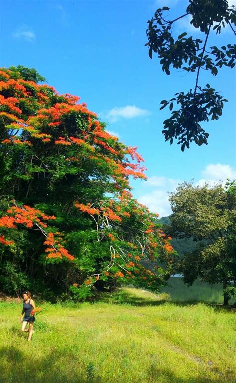 Picking Flamboyant Flowers At Lago Lucchetti Yauco Pr By Oa Burgos