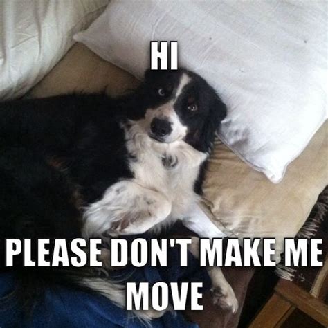 10 Best Border Collie Memes Of All Time