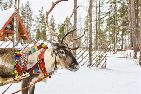 Levi Lapland Reindeer Safari Getyourguide