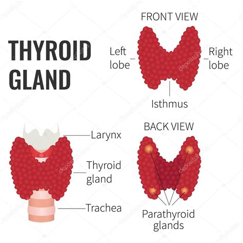 Thyroid Gland Diagram Stock Vector By ©naumas 121692288