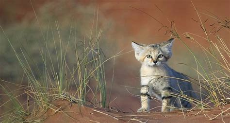 39 Bing Wallpaper Kittens