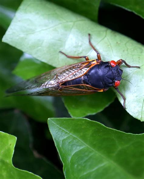 Not Much Love In The Air For Swarm Of Mating Cicadas