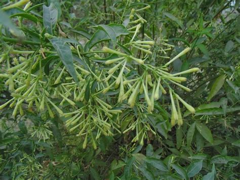 I ordered the night blooming jasmine. Best Tips For Growing Cestrum nocturnum ( Night Blooming ...