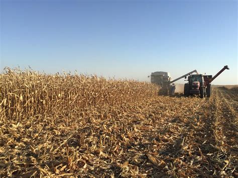 Corn harvest almost two weeks behind average | Iowa Agribusiness Network