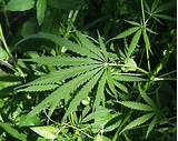 Pictures of Is Marijuana Legal In Alaska