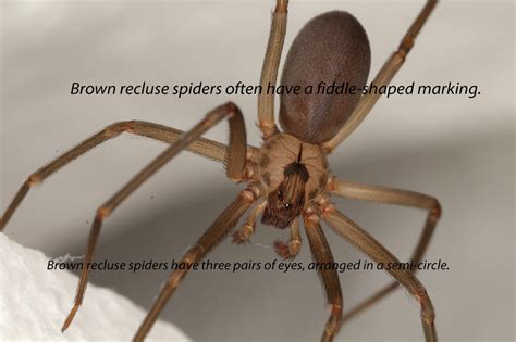 How To Get Rid Of Brown Recluse Spiders Do It Yourself Pest Control