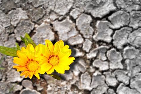 14k views · july 9. Konzept der Persistenz Blumen blühen in ... | Stockfoto | Colourbox