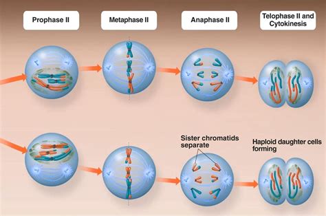 All Stages Of Meiosis