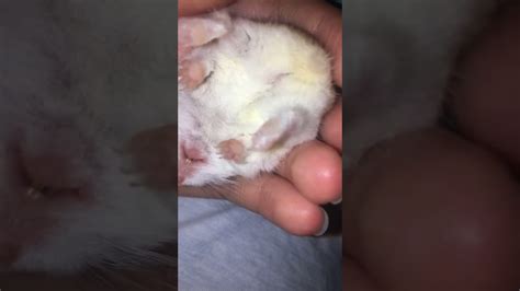 Cute Roborovski Hamster That Loves To Sleep And Be Stroked Youtube