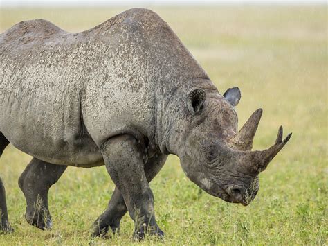Rhino History And Some Interesting Facts