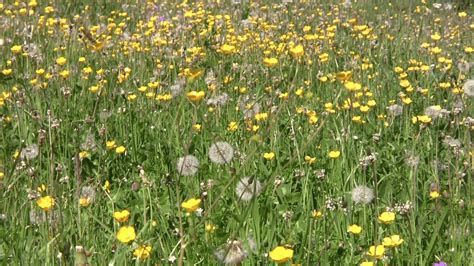 White And Yellow Meadow Wildflowers Wallpapers Wallpaper Cave