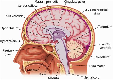 There are two additional directional terms that are used for the cns: Brain stem, spinal cord, & disorders of the Central ...