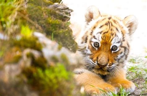 Baby Siberian Tiger Images