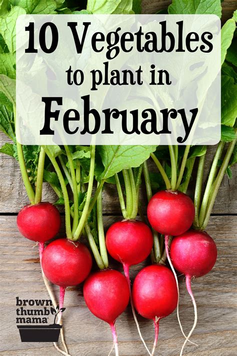 10 Vegetables To Plant In February Zone 9 Brown Thumb Mama