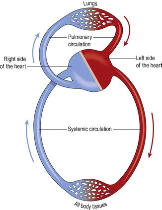 This video describes the blood flow in the pulmonary and systemic circulation The cardiovascular system | Basicmedical Key