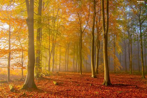 Autumn Trees Fallen Viewes Forest Fog Leaf Beautiful Views