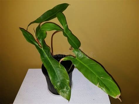 A Green Philodendron Mexicanum A Popular Indoor Houseplant Stock Photo