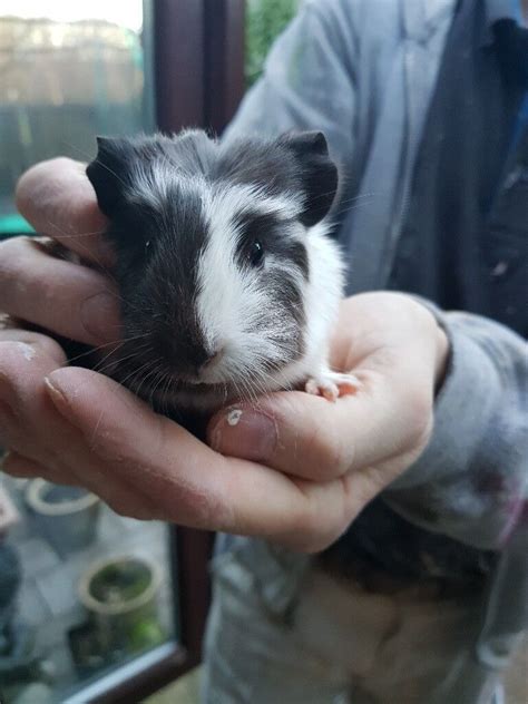 Baby Male Guinea Pig Grey White Fluffy 8 Weeks Old Ready Now In