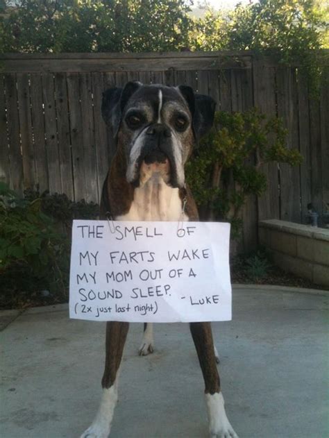 Funny Dog Shaming Dump A Day