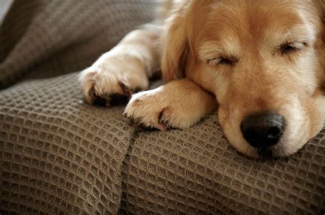 Golden Retriever Dog Sleeping On Sofa By Janie Airey