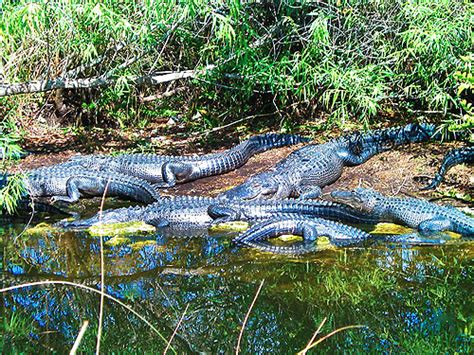 Floridas Real Alligator Alley