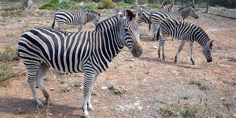 Plains Zebra Facts And Information Monarto Safari Park