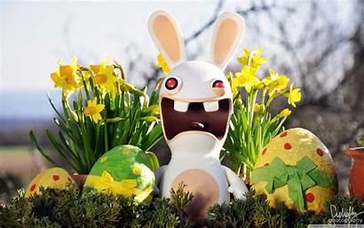 Bunny Spring Funny Easter Desktop Widescreen