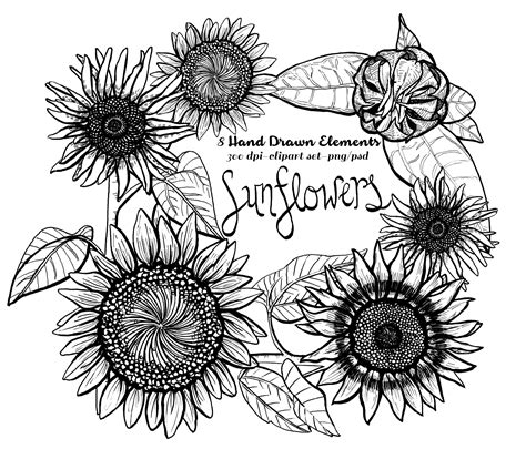 Sunflower Clipart Instant Download Pen And Ink Lithographic Sunflower